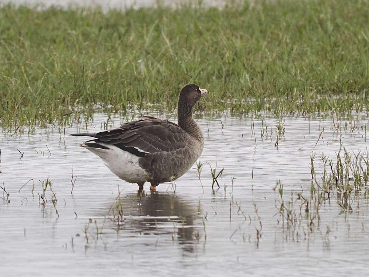 Küçük Sakarca - ML647356475