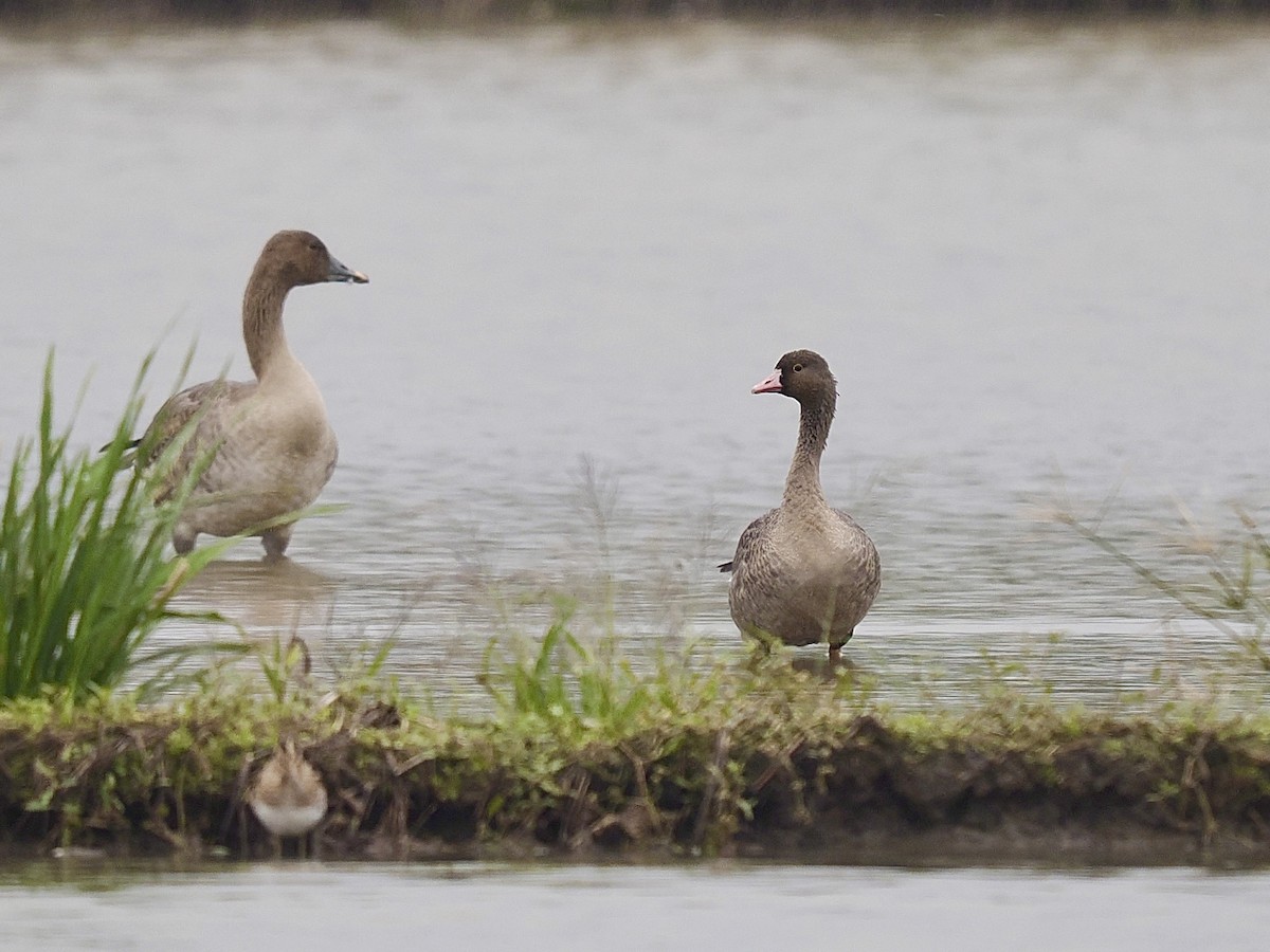 Küçük Sakarca - ML647356476