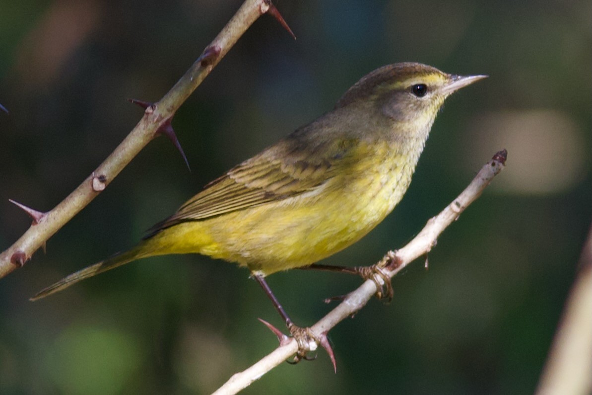 Palm Warbler (Western) - ML647356478