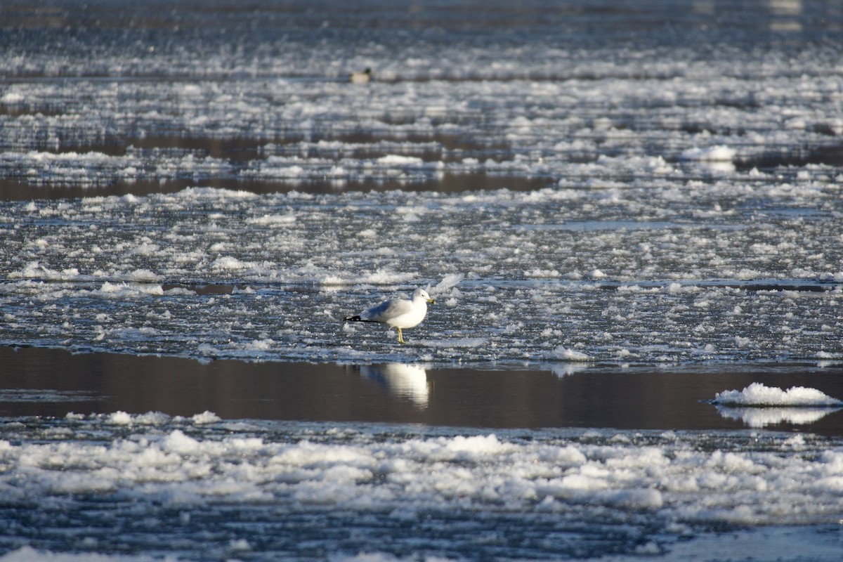 Ring-billed Gull - ML647356482