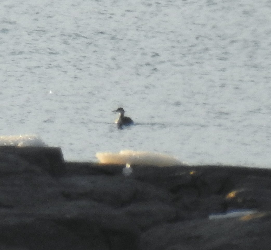 Somormujo Cuellirrojo - ML647356491