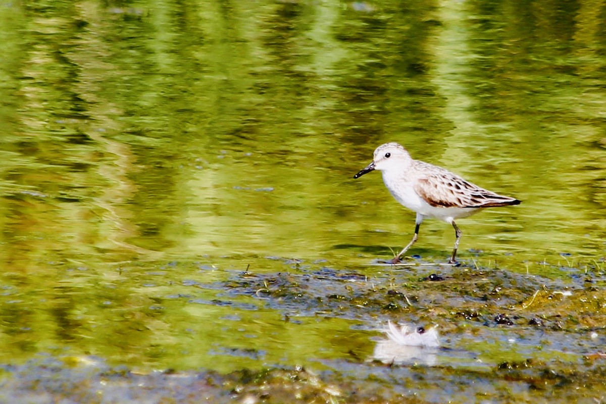 Semipalmated Sandpiper - ML647356493