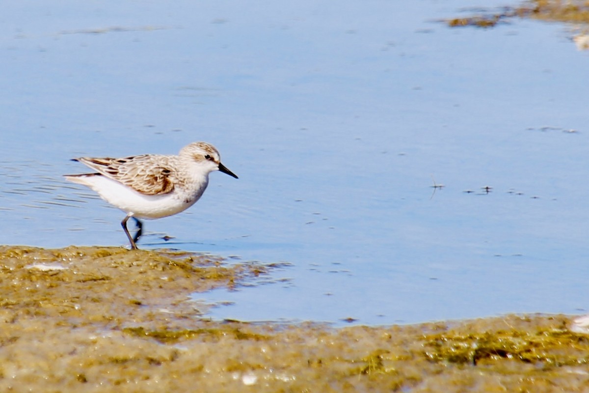 Semipalmated Sandpiper - ML647356494