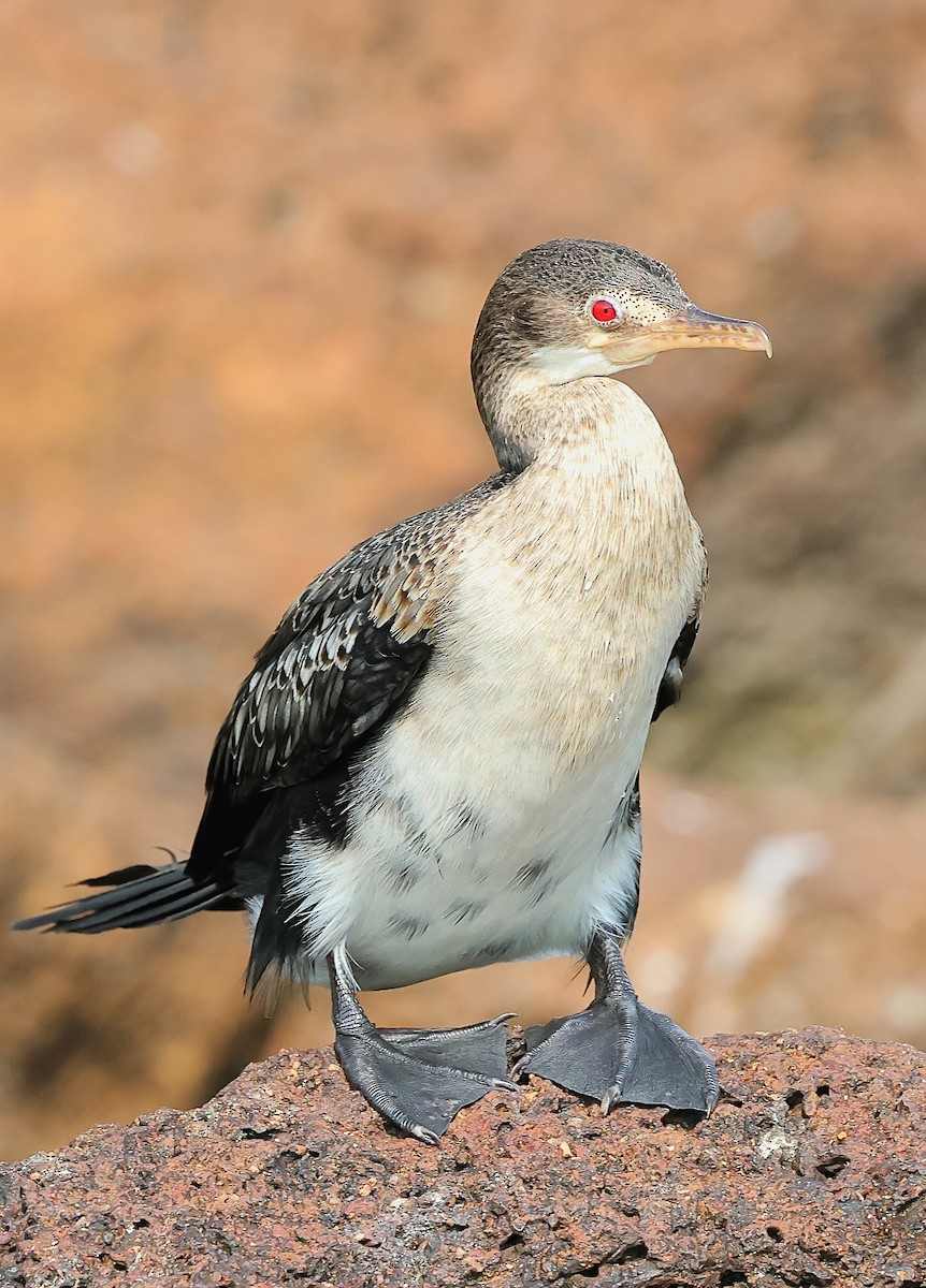 langstjertskarv - ML647356530