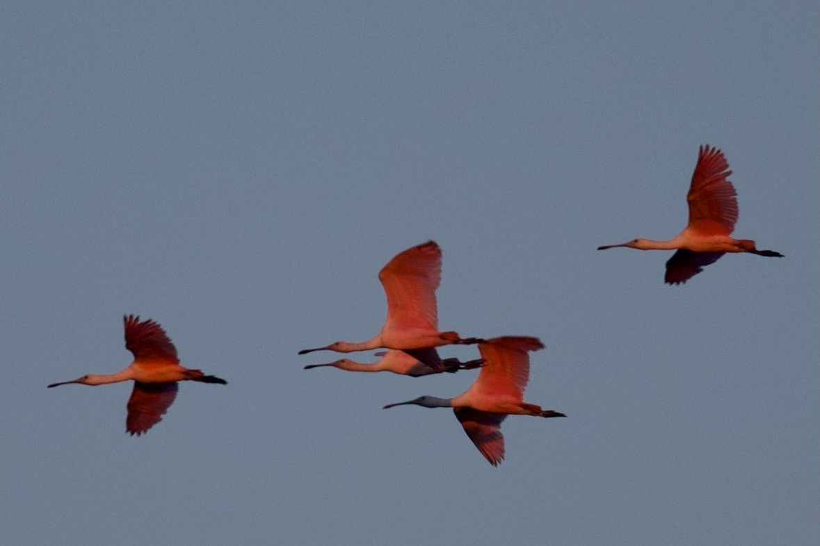 Roseate Spoonbill - ML647356535