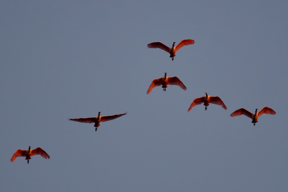 Roseate Spoonbill - ML647356536