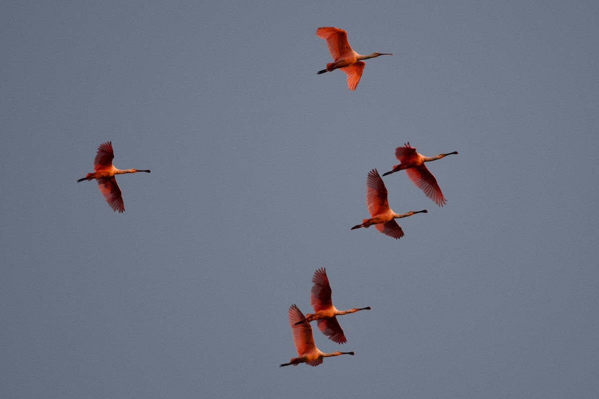 Roseate Spoonbill - ML647356537
