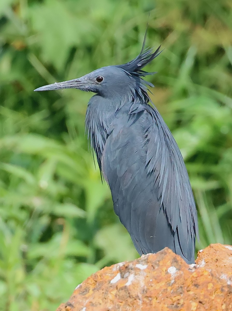 skyggehegre - ML647356538