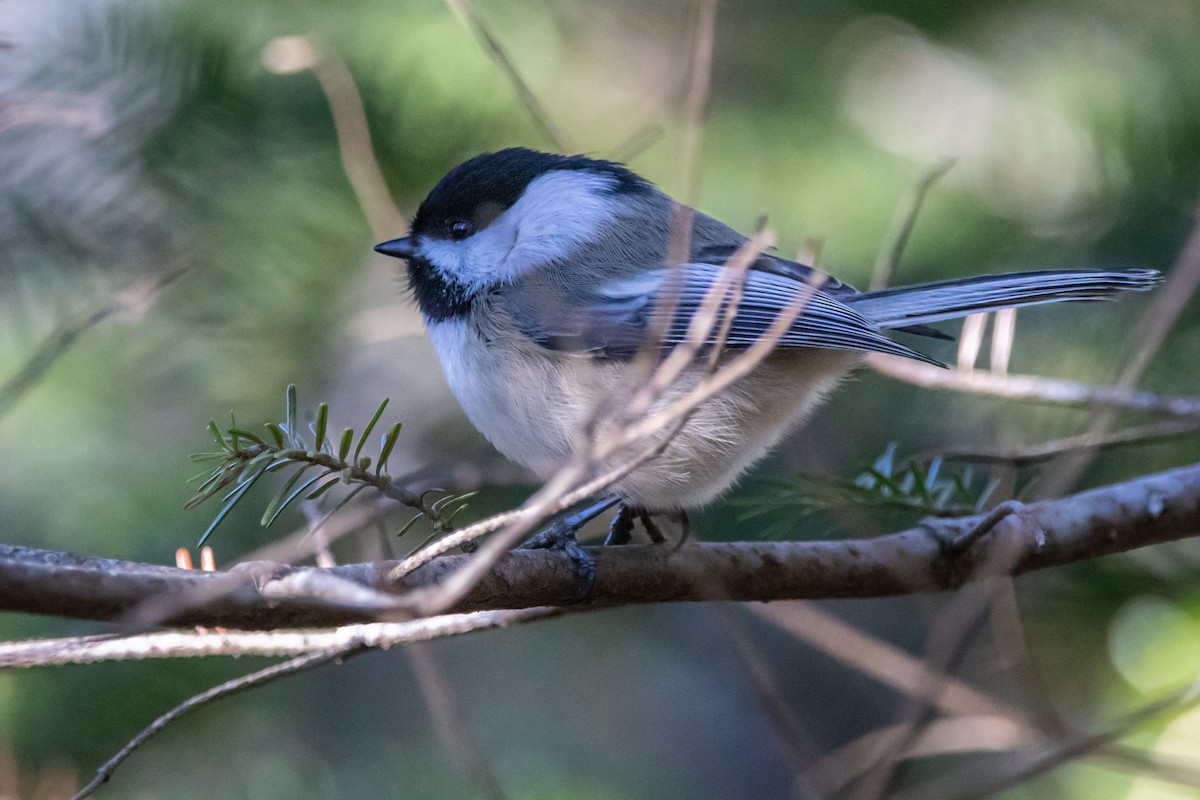 Black-capped Chickadee - ML647356562