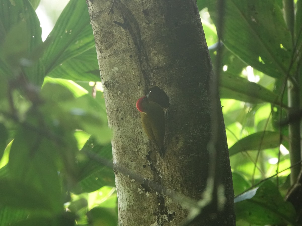 Rufous-winged Woodpecker - ML647356566