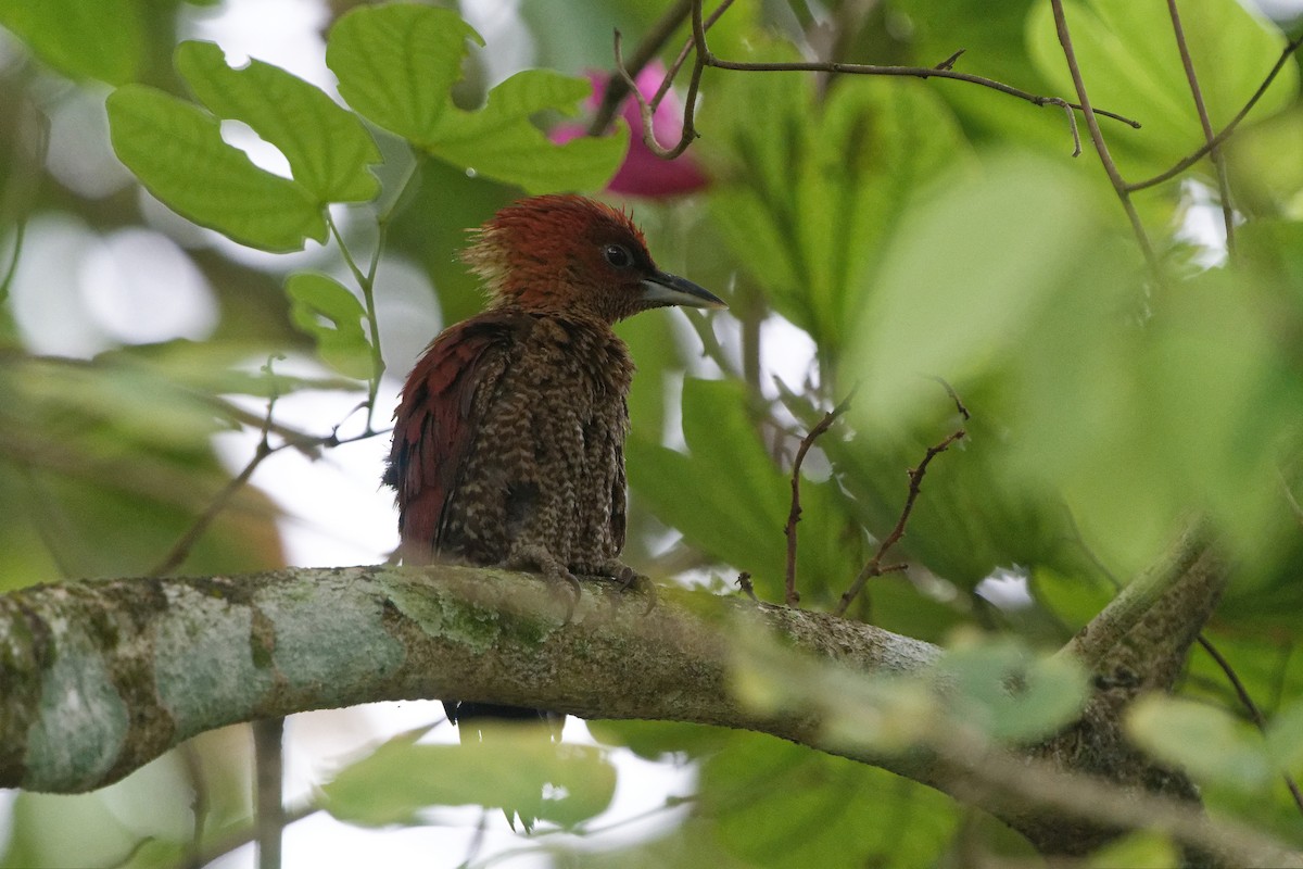 Banded Woodpecker - ML647356567
