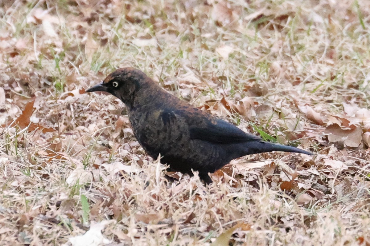 クロムクドリモドキ - ML647356568