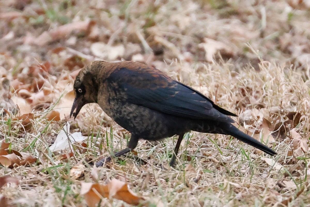 クロムクドリモドキ - ML647356569