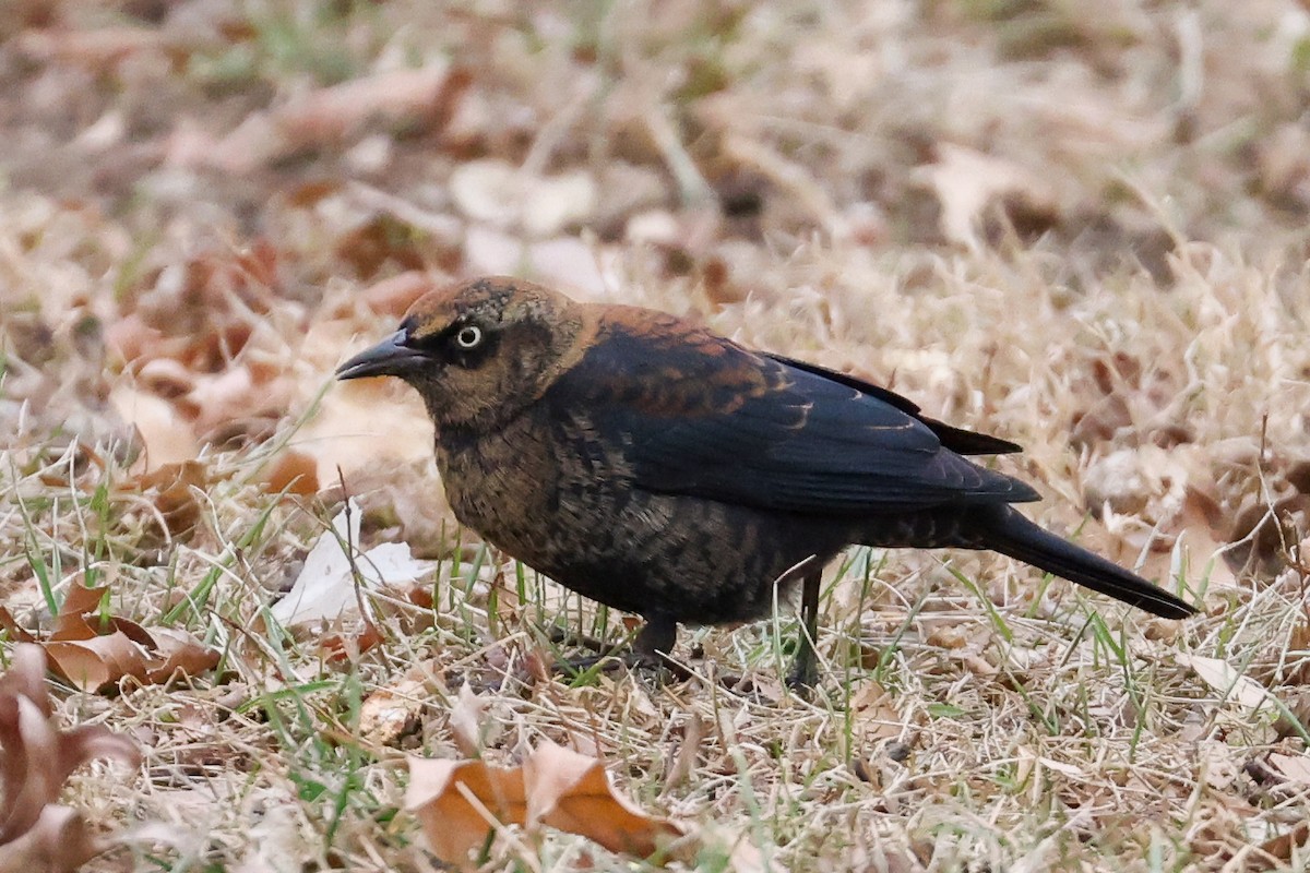 クロムクドリモドキ - ML647356570