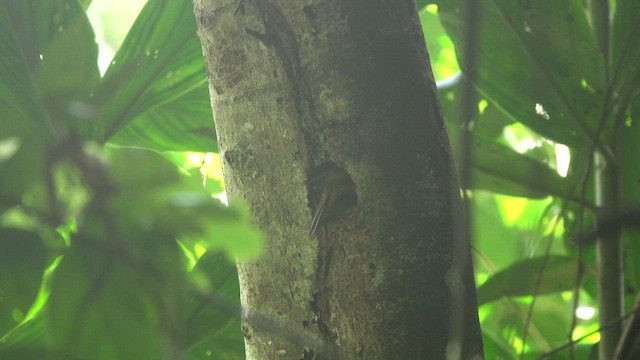 Rufous-winged Woodpecker - ML647356573