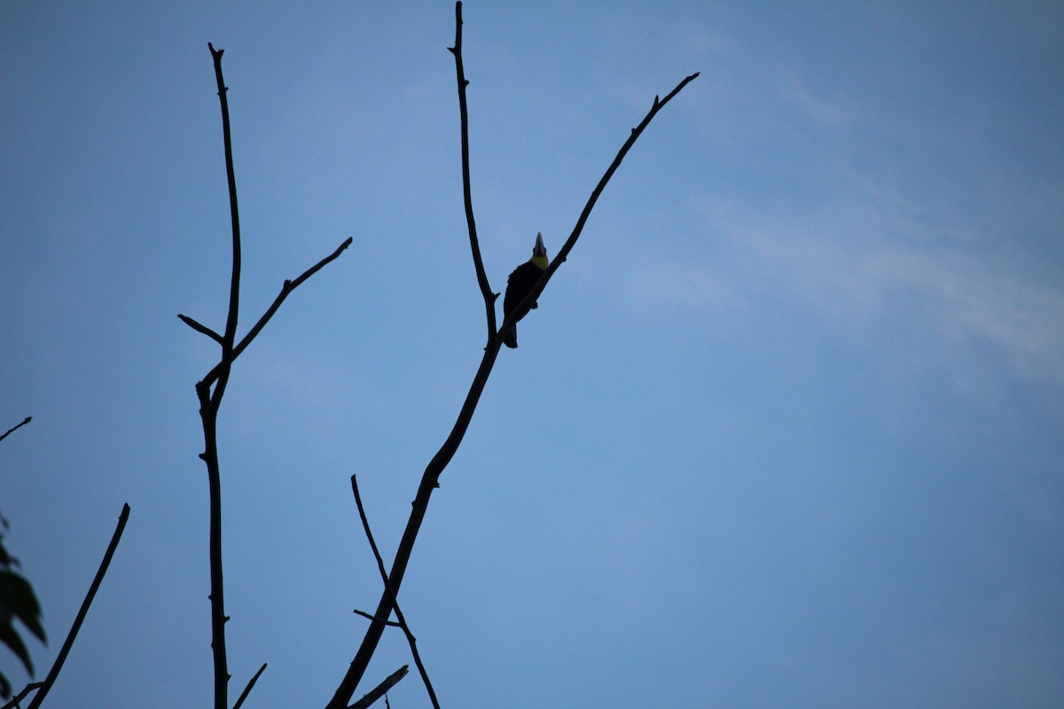 Keel-billed Toucan - ML647356576