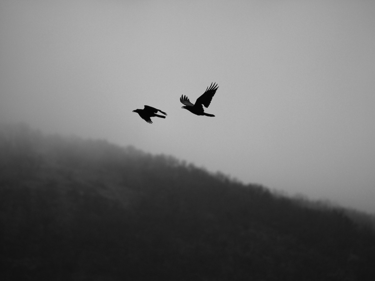 עורב שחור - ML647356583