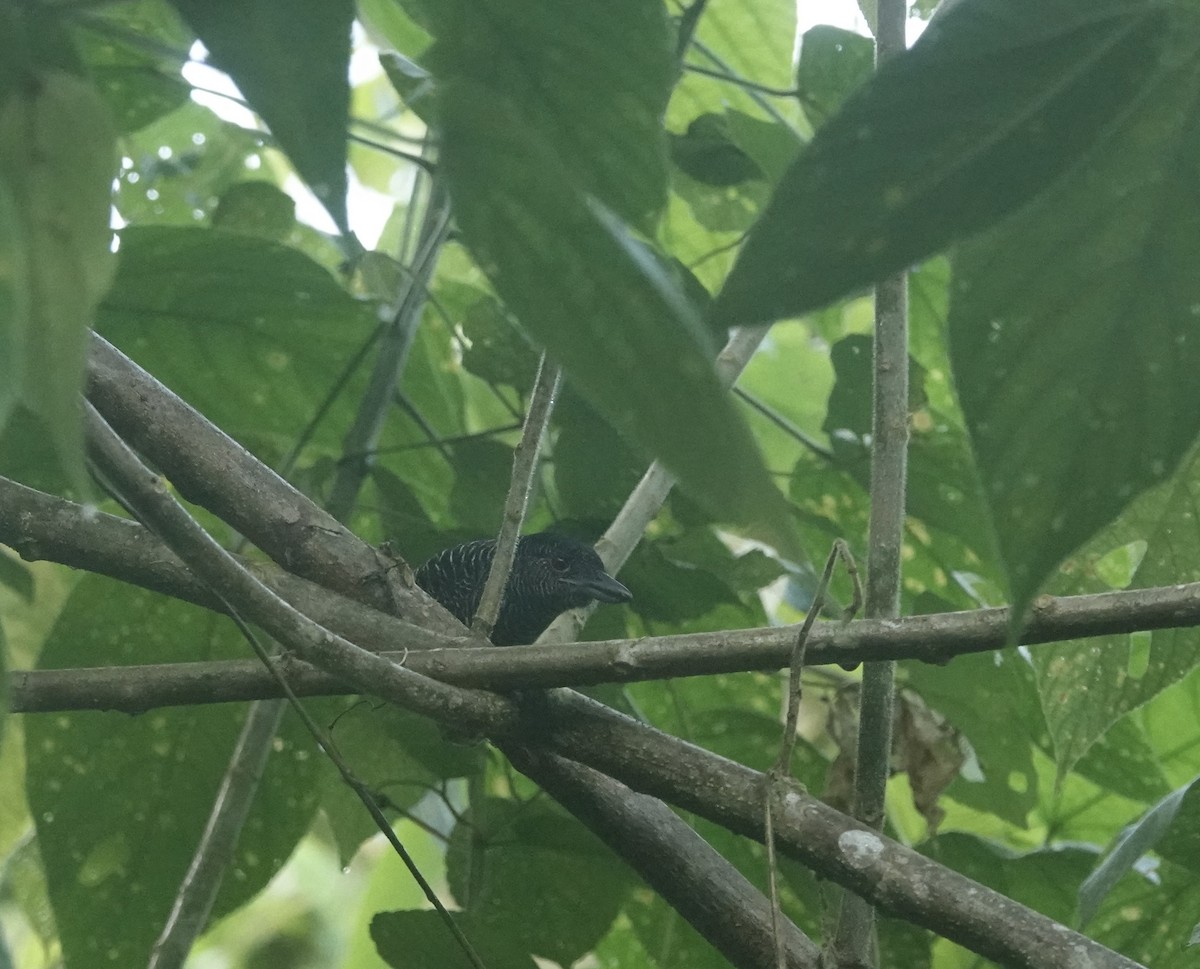 Fasciated Antshrike - ML647356584