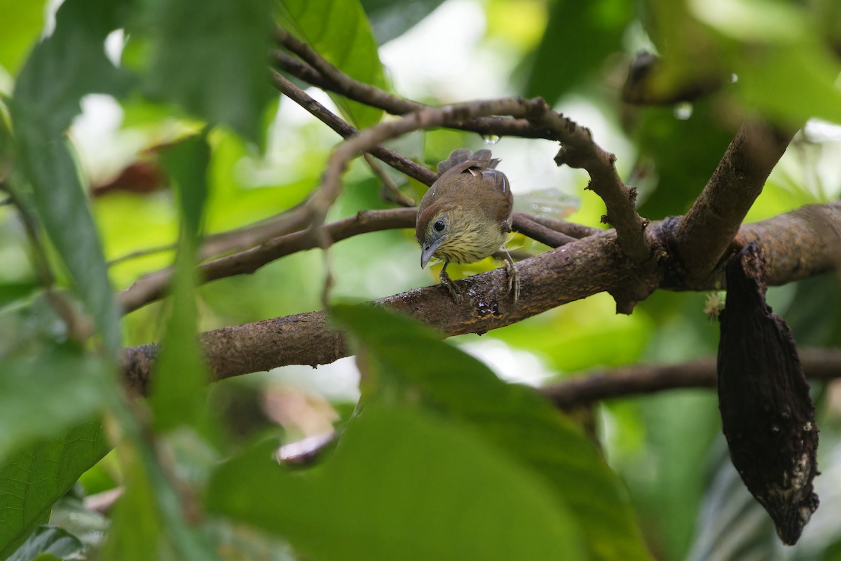 Pin-striped Tit-Babbler - ML647356585