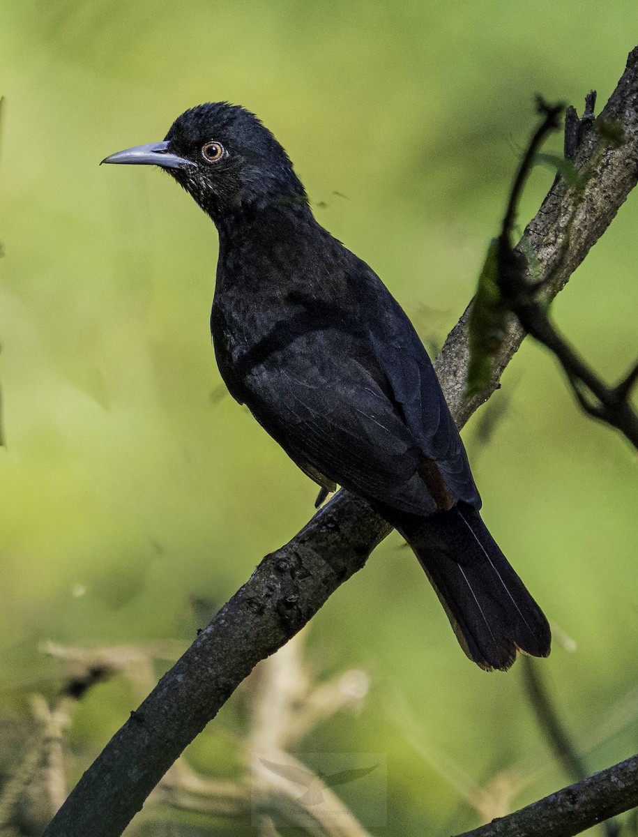 Maroon Oriole - ML647356601