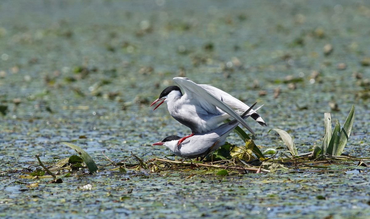 Крячок білощокий - ML647356619