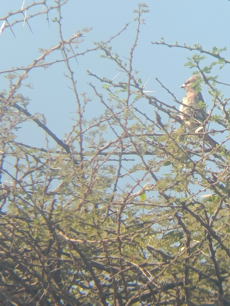 アオエリネズミドリ - ML647356620