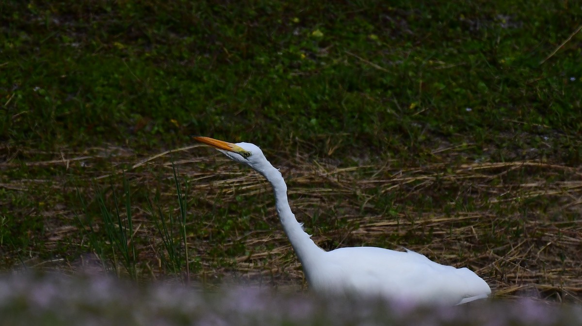 Чапля велика - ML647356621