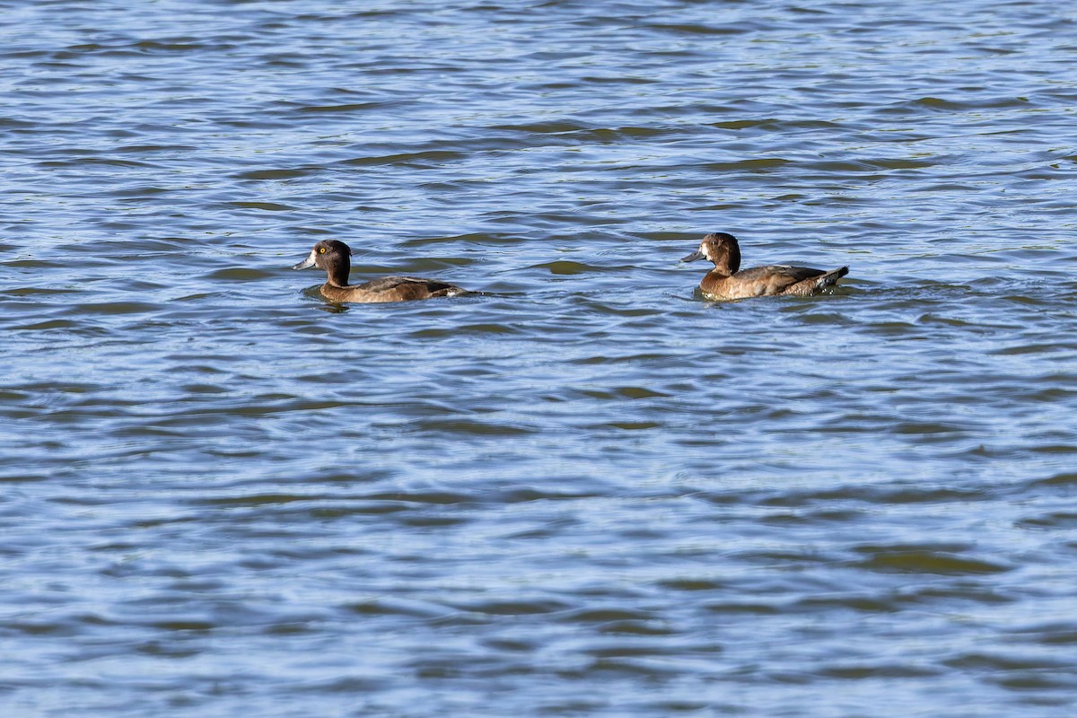 キンクロハジロ - ML647356624