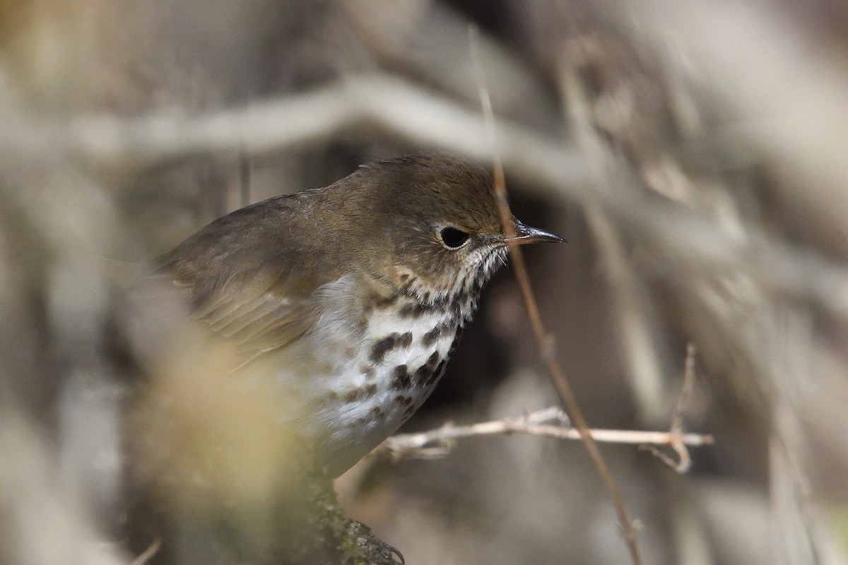 チャイロコツグミ - ML647356626