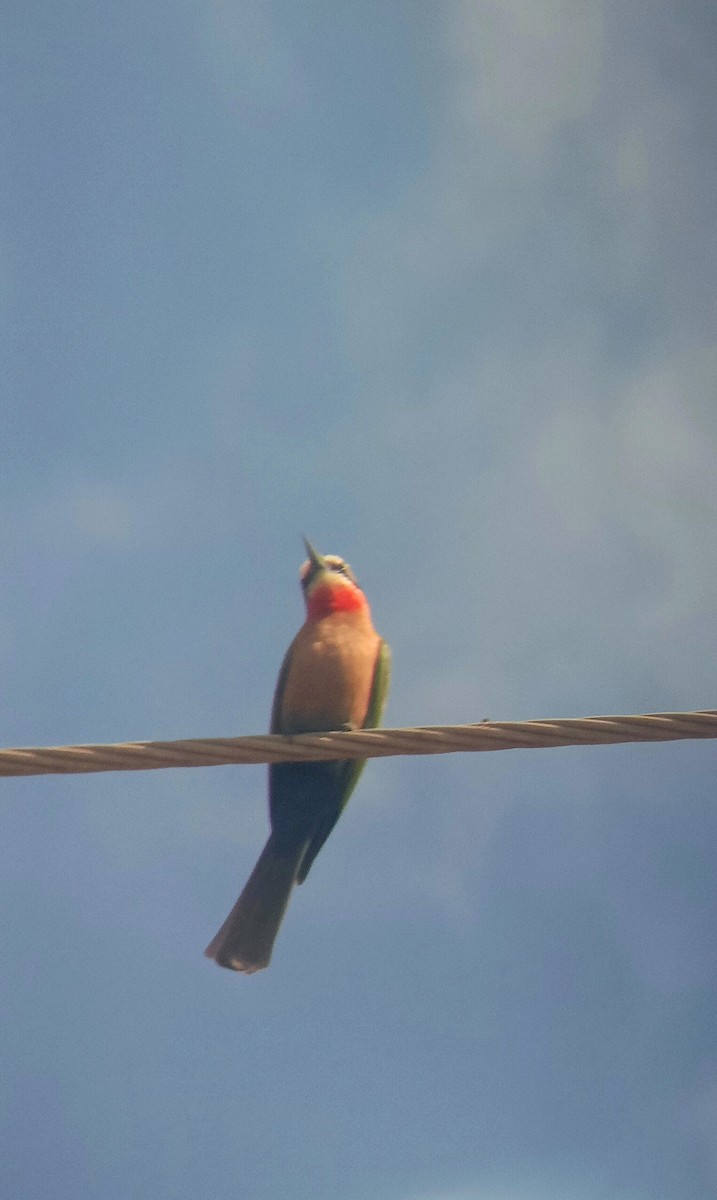 シロビタイハチクイ - ML647356627