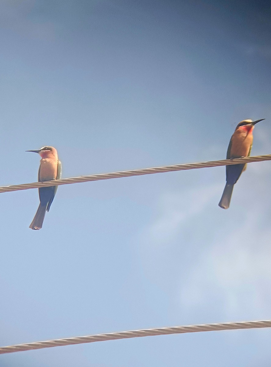 シロビタイハチクイ - ML647356628