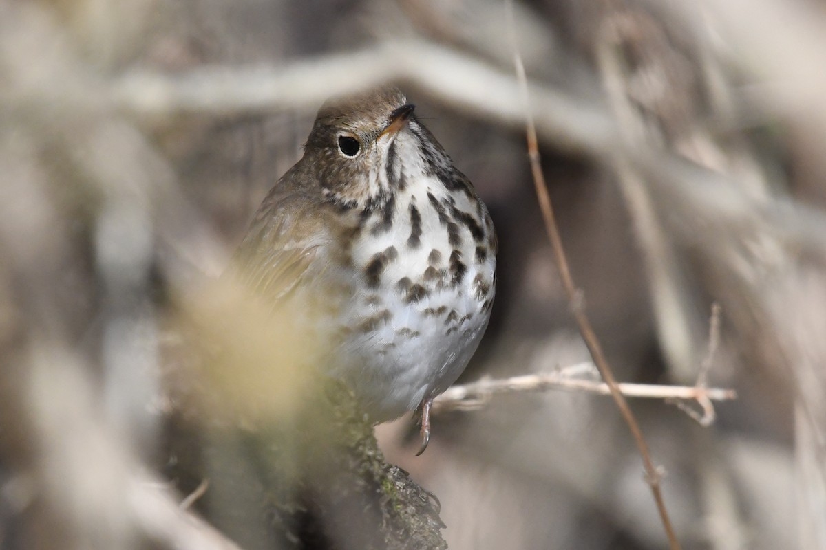 チャイロコツグミ - ML647356629