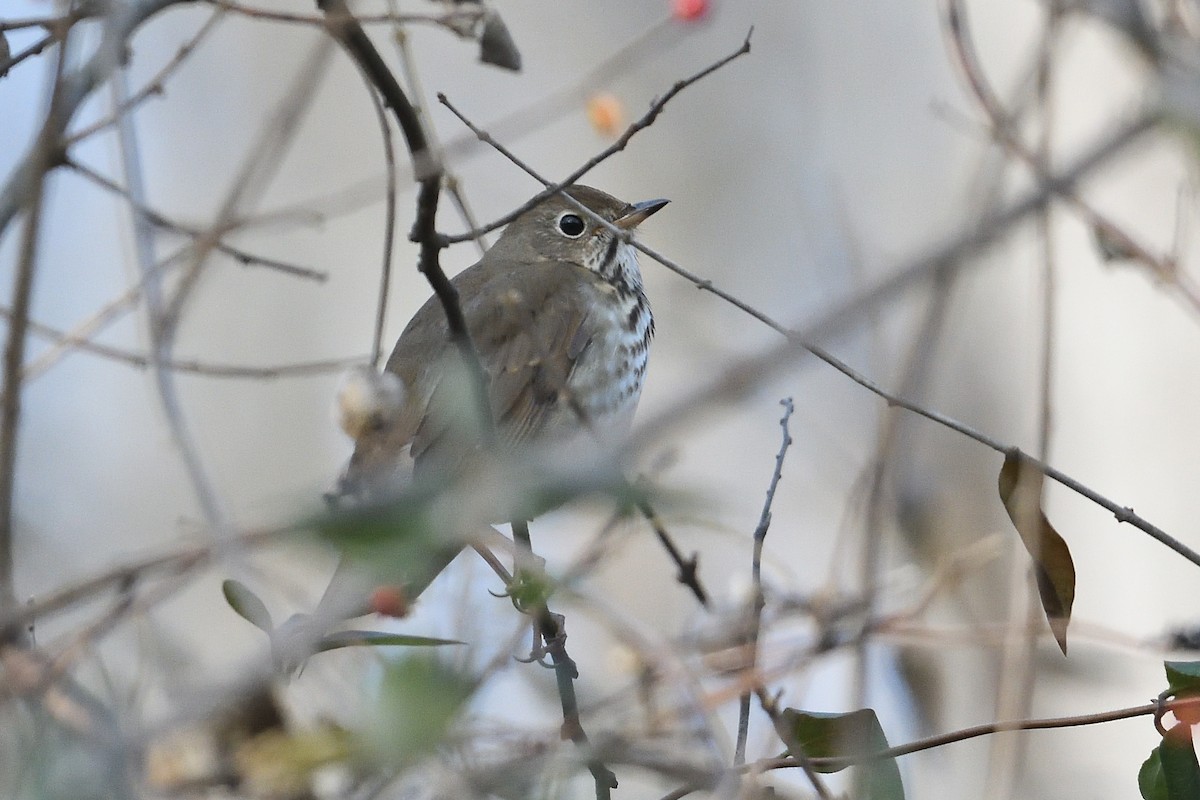 チャイロコツグミ - ML647356630