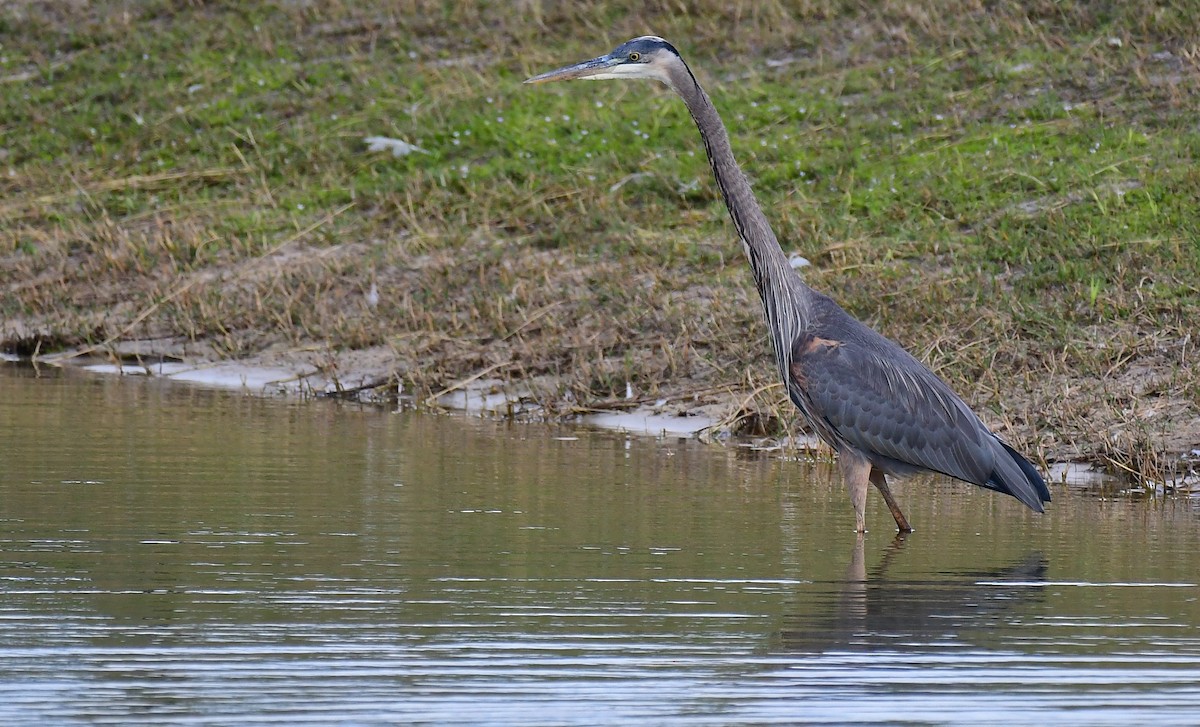 オオアオサギ - ML647356634