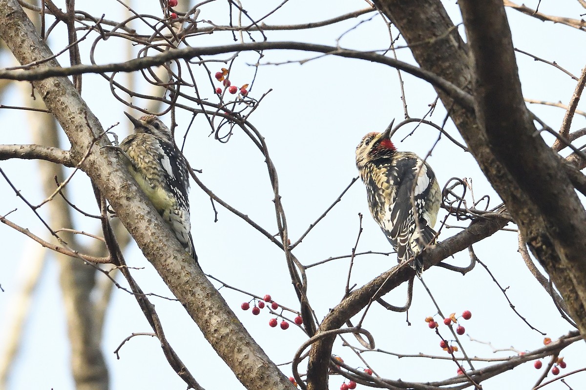 シルスイキツツキ - ML647356636