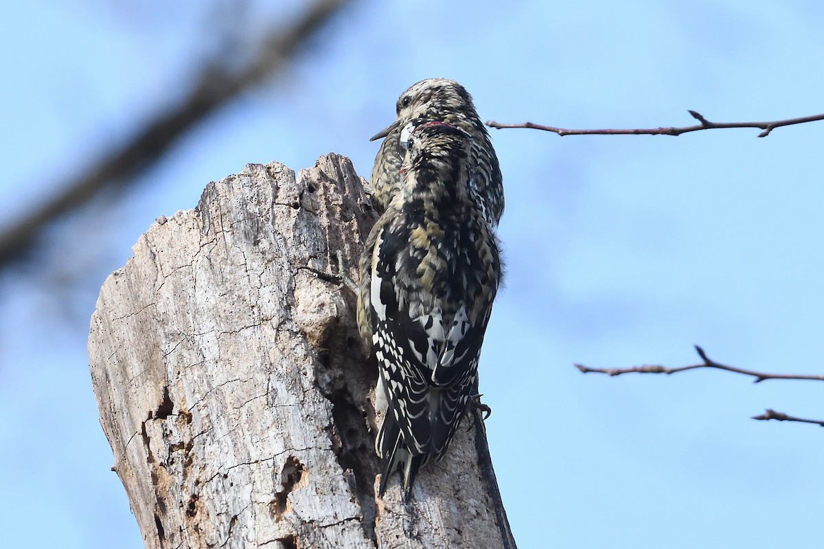 シルスイキツツキ - ML647356637