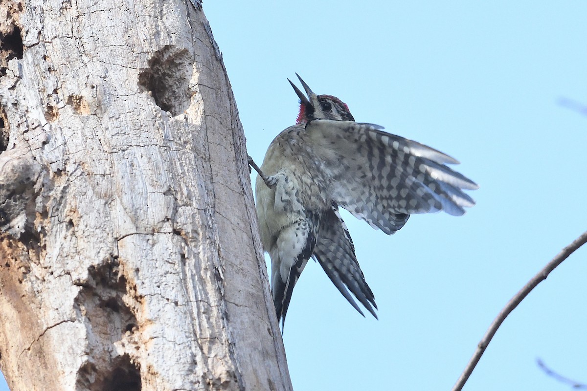 シルスイキツツキ - ML647356638