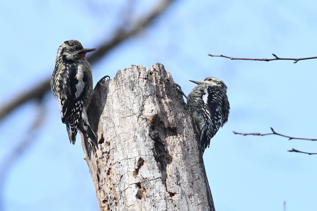 シルスイキツツキ - ML647356639