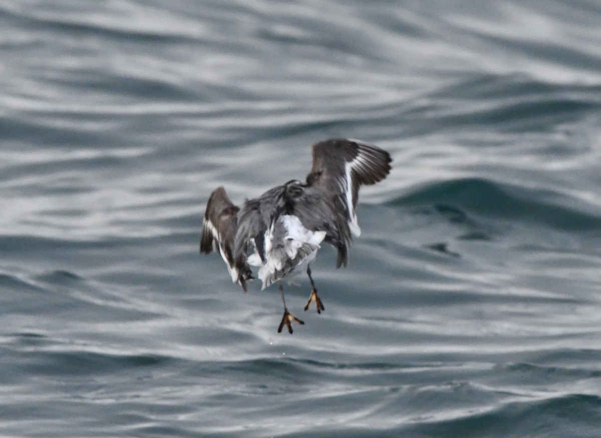 ハイイロヒレアシシギ - ML647356640