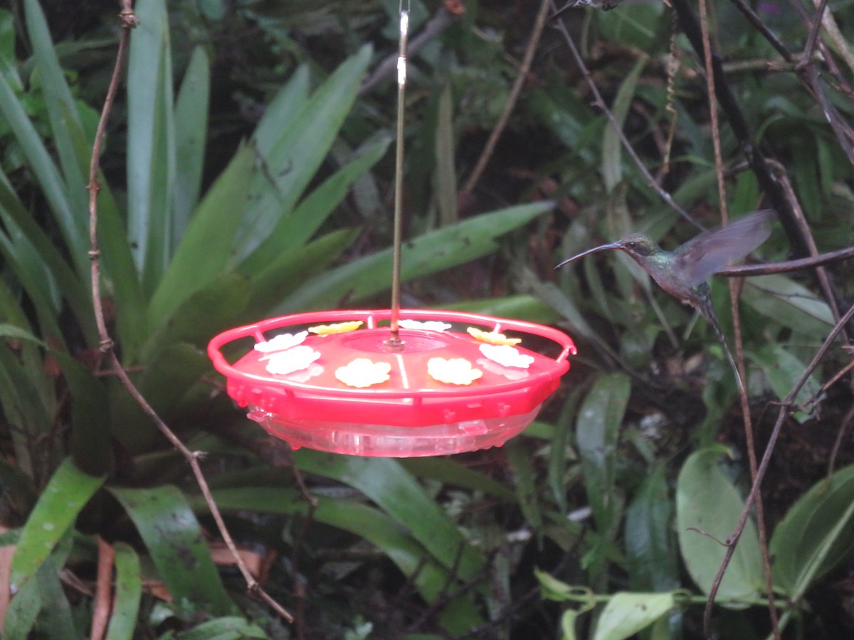 ミドリユミハチドリ - ML647356643