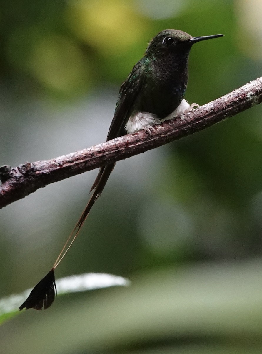 White-booted Racket-tail - ML647356645