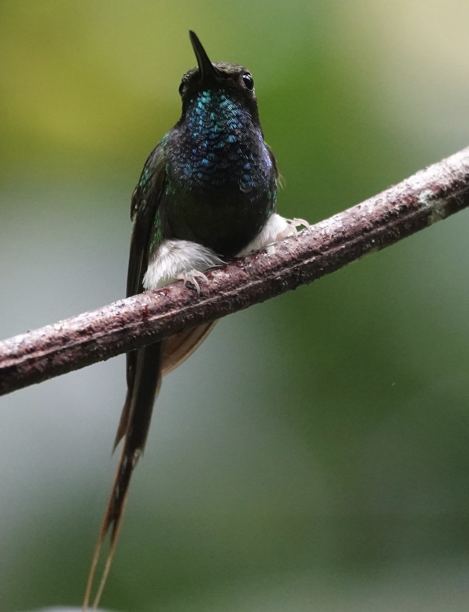 White-booted Racket-tail - ML647356646