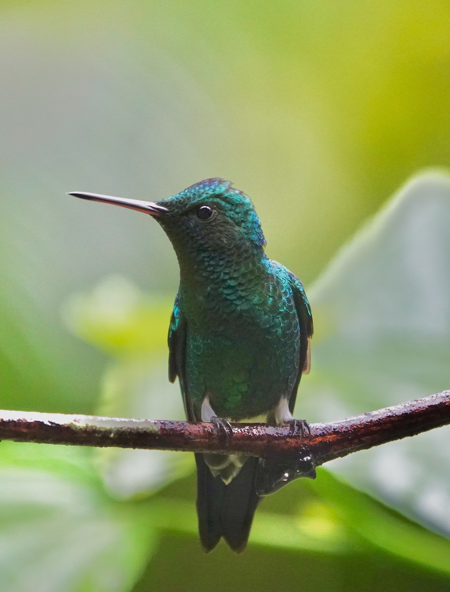 Steely-vented Hummingbird - ML647356658