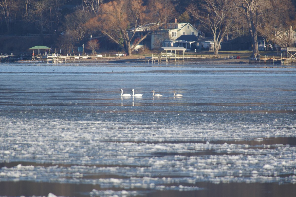 コハクチョウ - ML647356659