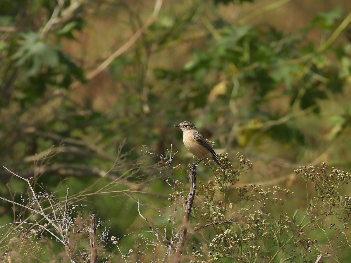 シベリアノビタキ - ML647356660