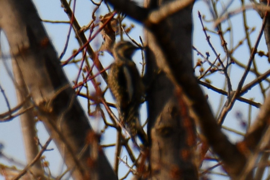 シルスイキツツキ - ML647356661