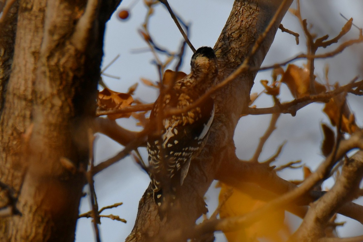 シルスイキツツキ - ML647356662