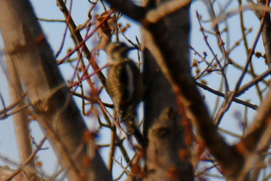 シルスイキツツキ - ML647356663