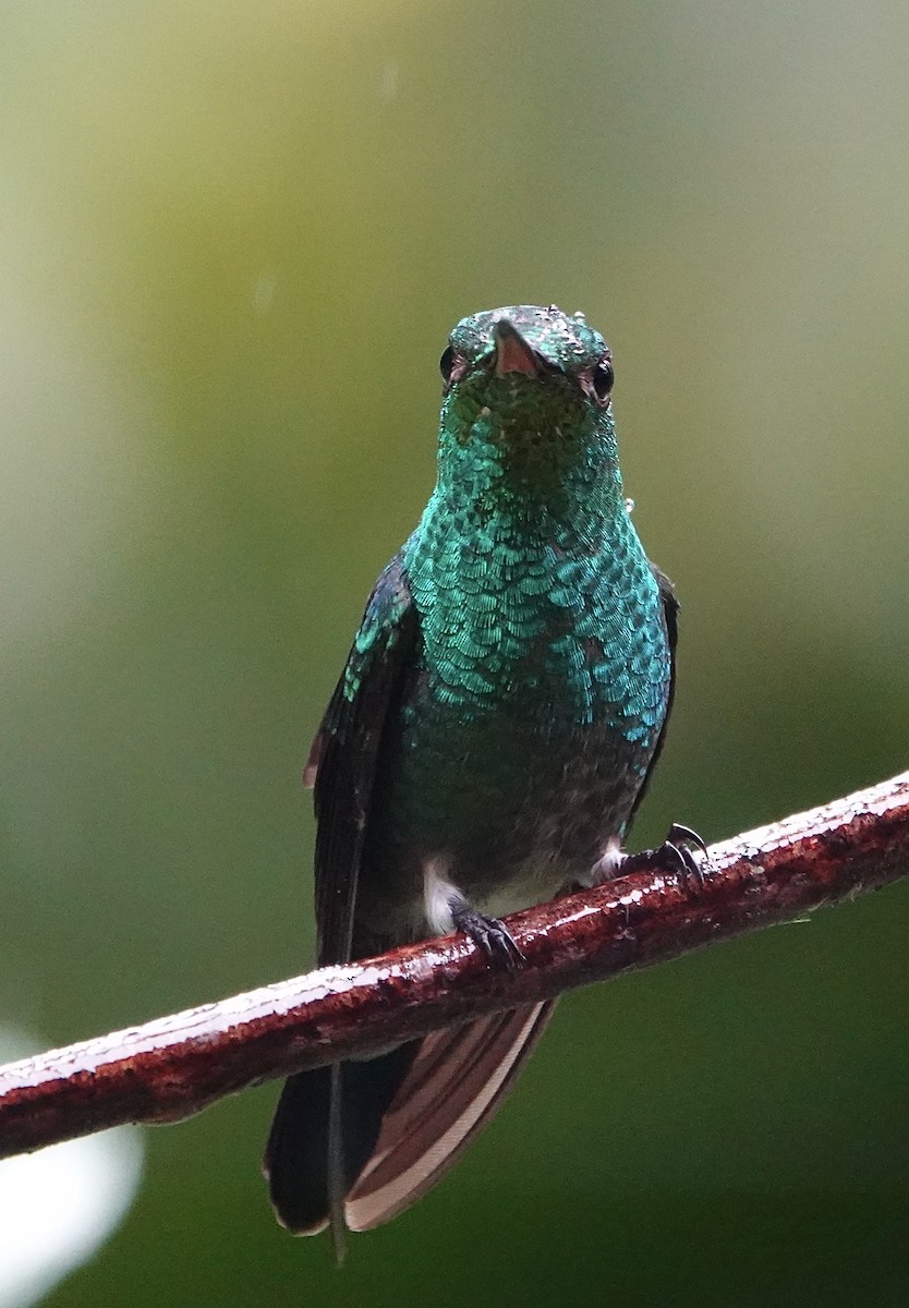 Steely-vented Hummingbird - ML647356664