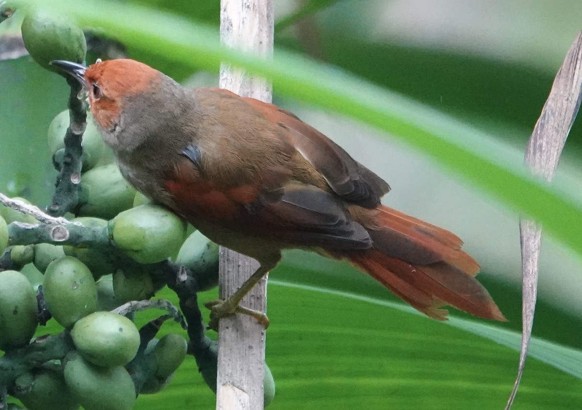 アカガオカマドドリ - ML647356674